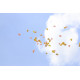 Explosionsballon - Hochzeit